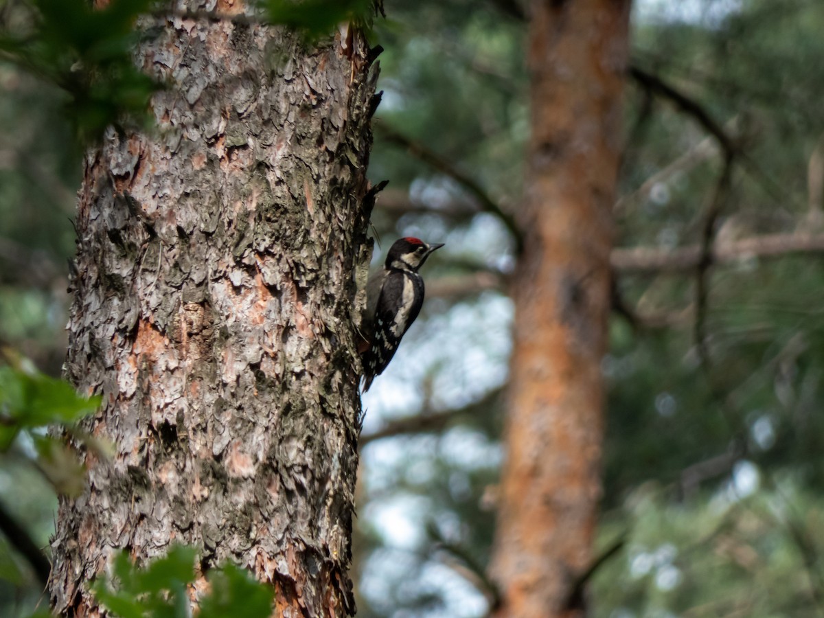 Great Spotted Woodpecker - ML350609331