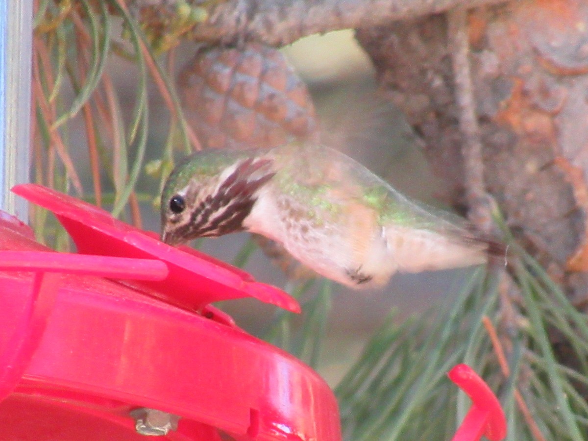 Calliope Hummingbird - ML350610451