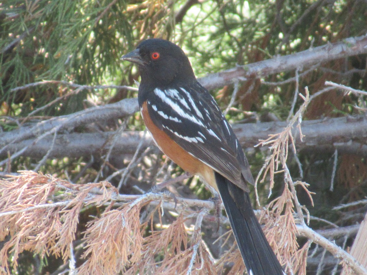Spotted Towhee - ML350611251