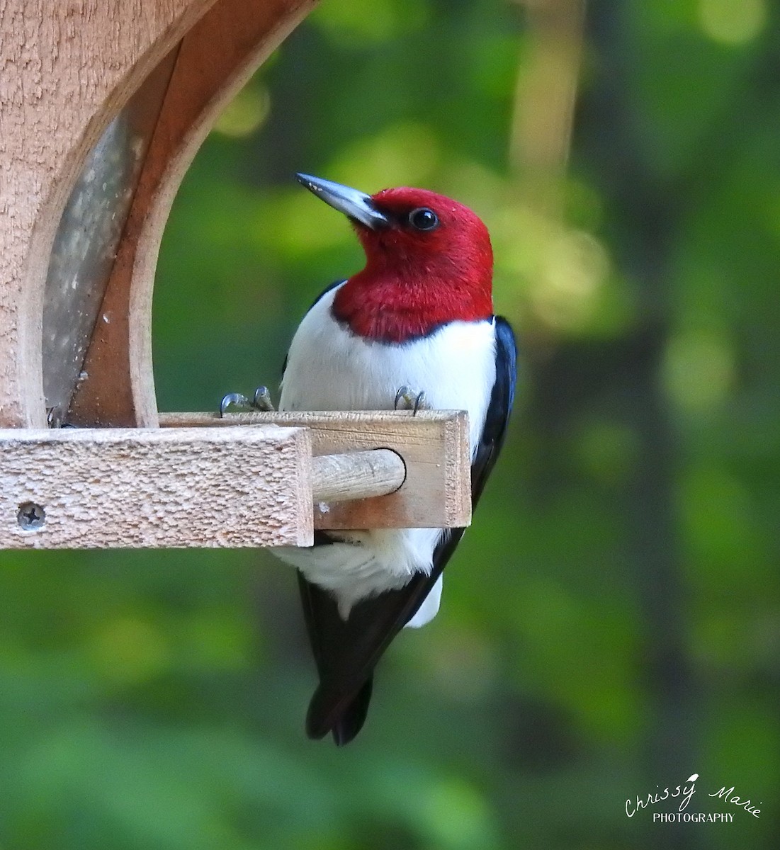 Red-headed Woodpecker - ML350612911