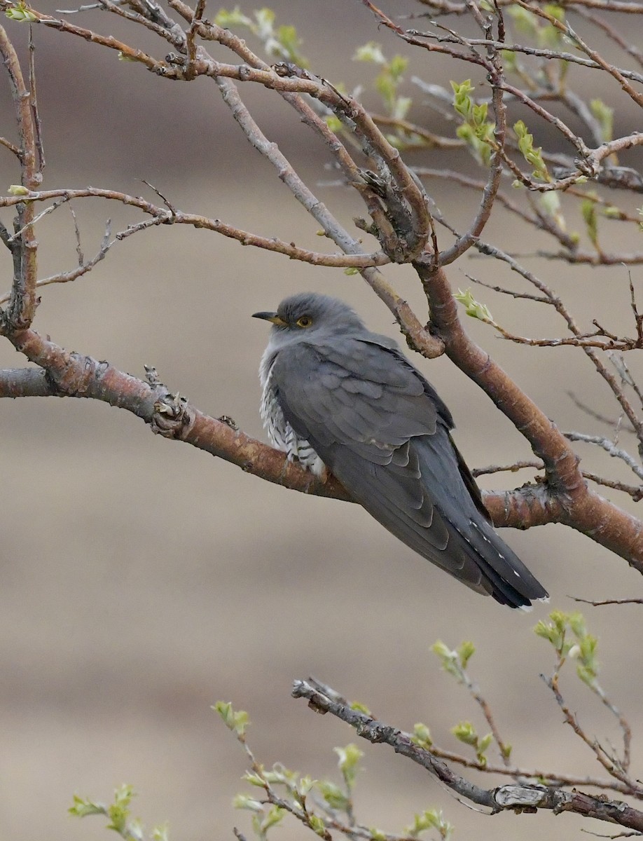 Common Cuckoo - Confirmed Friends