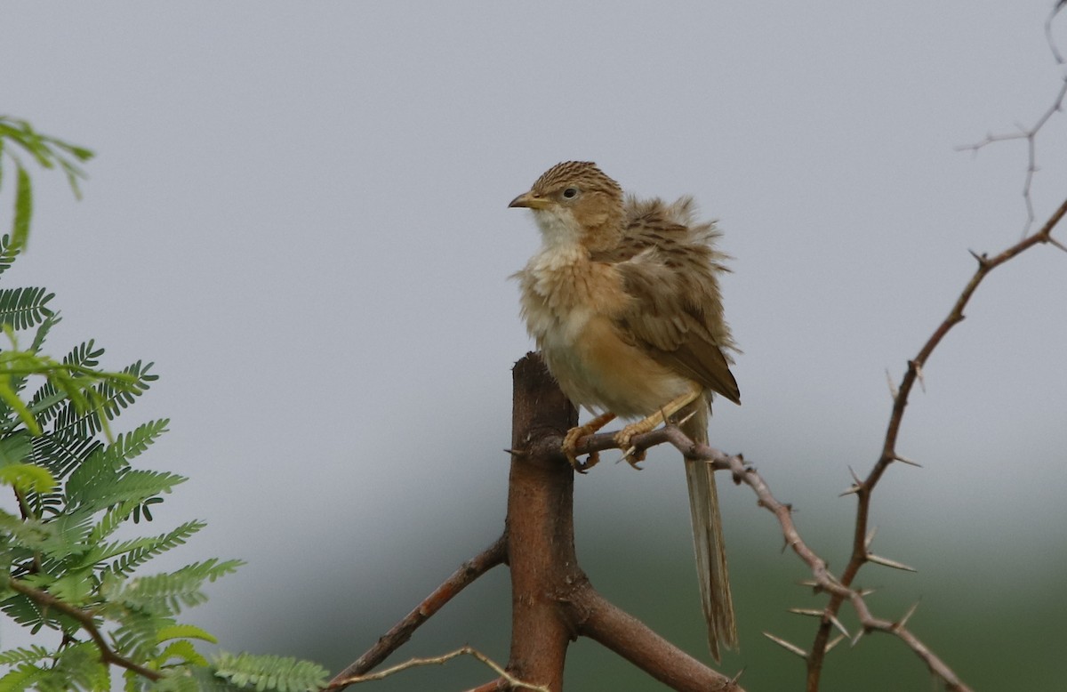 Common Babbler - Bhaarat Vyas