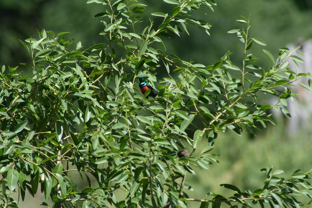 Чернобрюхая нектарница - ML35062221