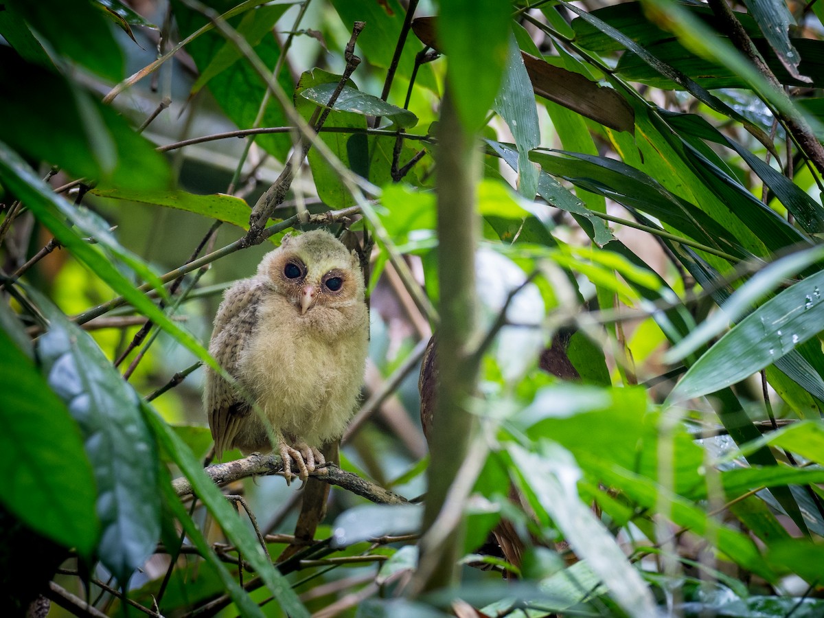 White-fronted Scops-Owl - ML350625631