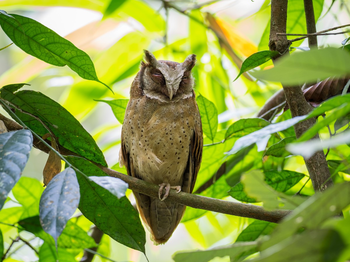 White-fronted Scops-Owl - ML350625671