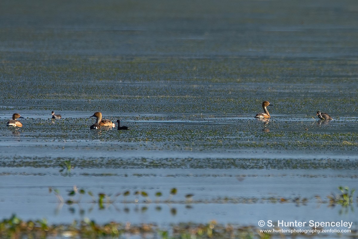 Fulvous Whistling-Duck - ML350630491