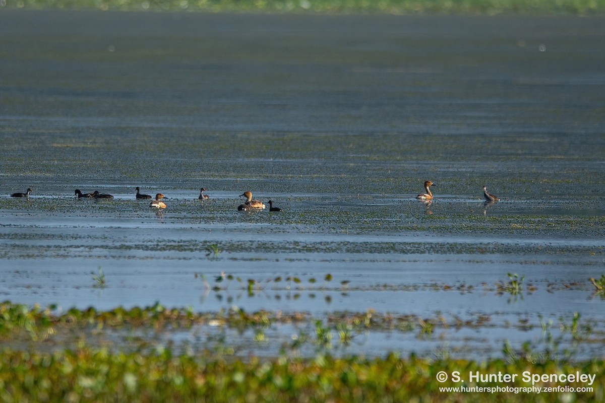Fulvous Whistling-Duck - ML350630501
