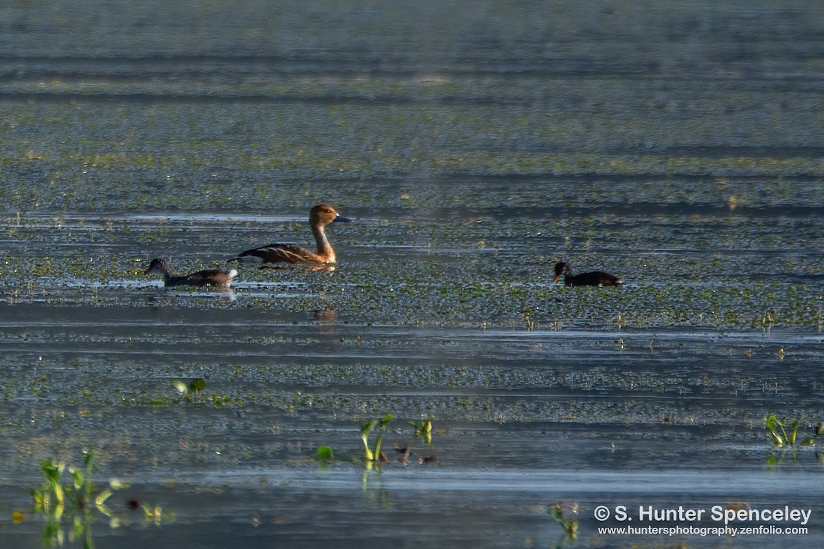 Fulvous Whistling-Duck - ML350630511