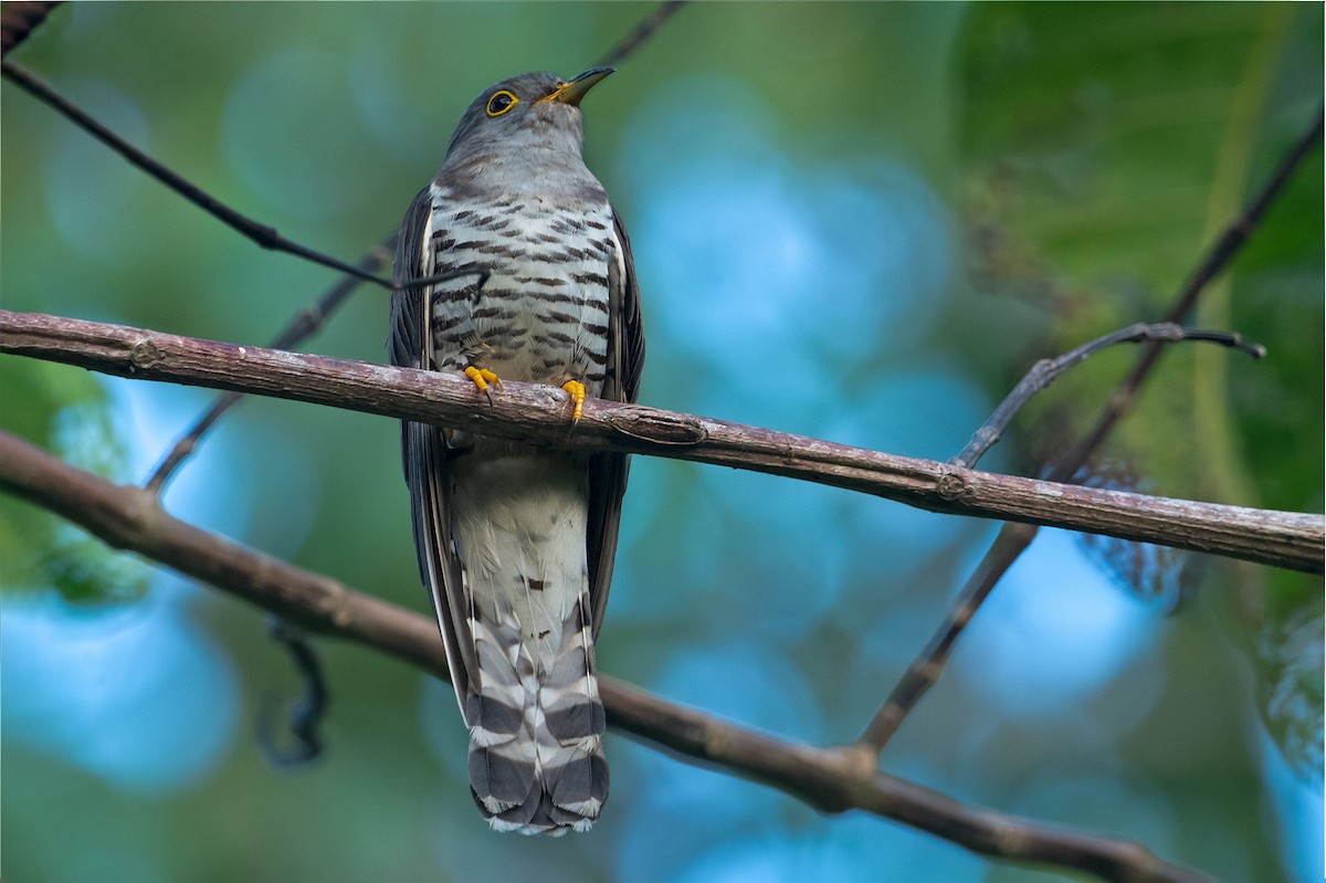 Indian Cuckoo - Aseem Kothiala