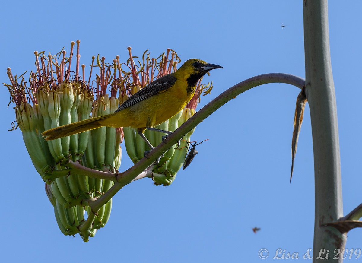 Hooded Oriole (nelsoni Group) - ML350635451