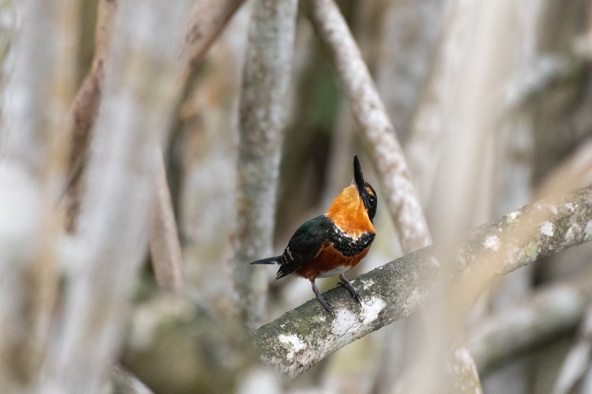 American Pygmy Kingfisher - Luis Guillermo