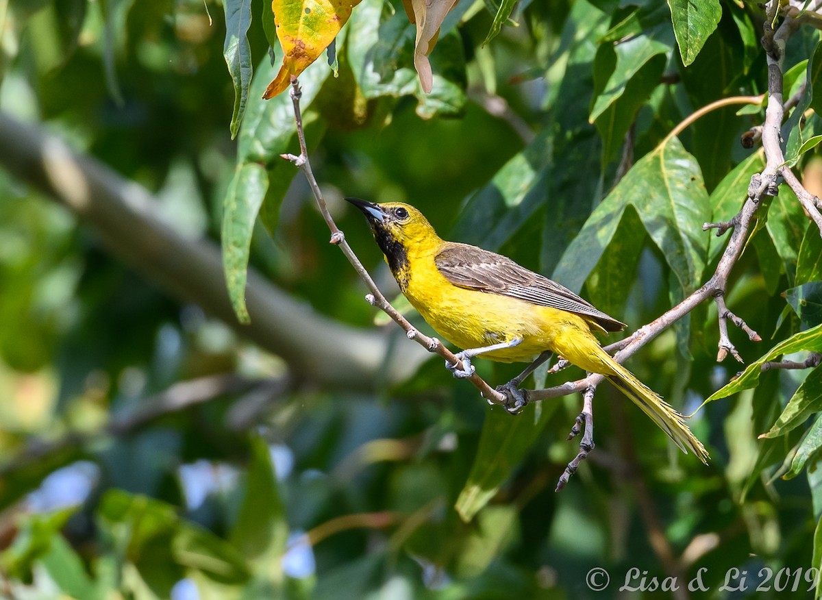 Hooded Oriole (nelsoni Group) - ML350635691