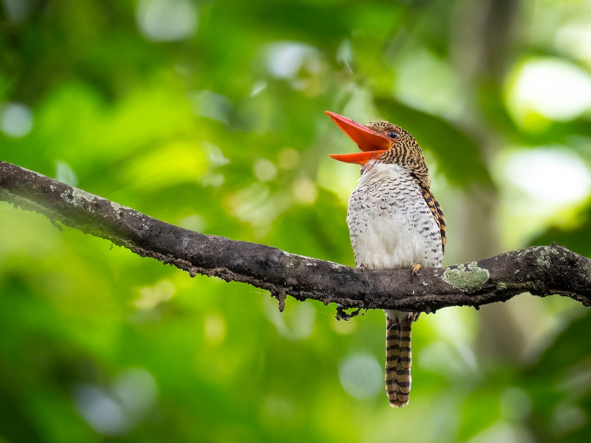 Banded Kingfisher - Anonymous