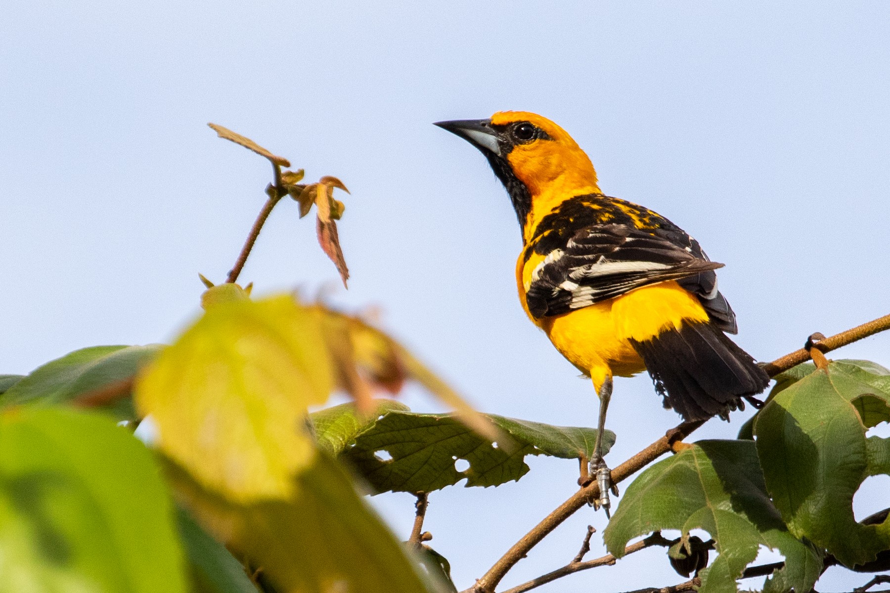 Black-backed Oriole - eBird