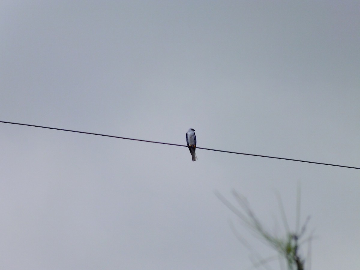 White-tailed Kite - ML350642131