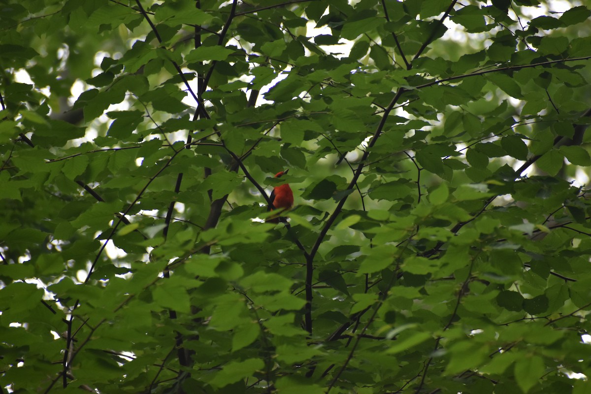 Scarlet Tanager - Coco Xia