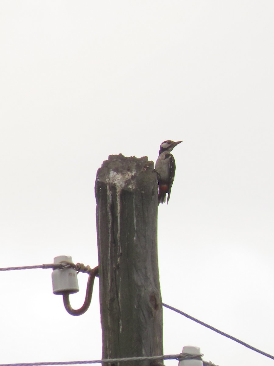 Great Spotted Woodpecker - ML350653321