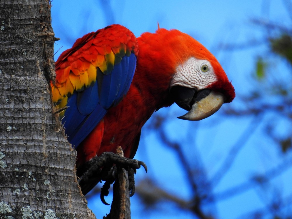 Scarlet Macaw - ML350653411