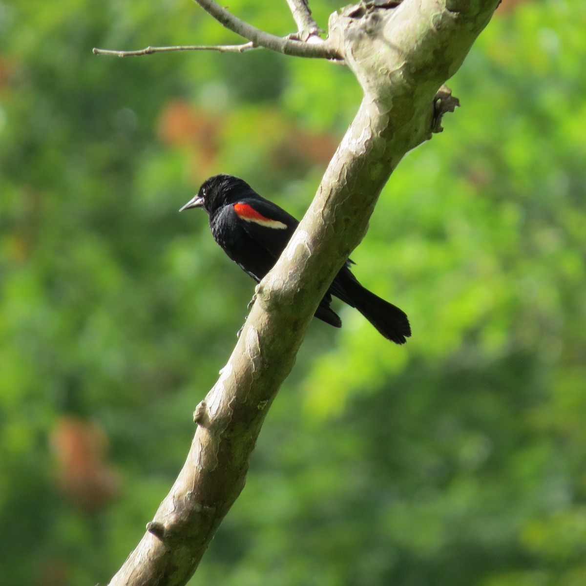 Red-winged Blackbird - Tom Eck