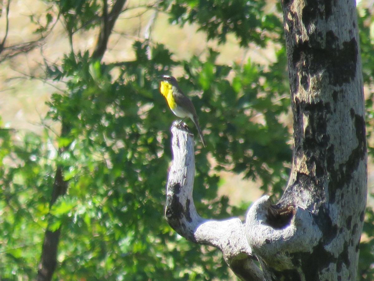 Yellow-breasted Chat - ML350655151