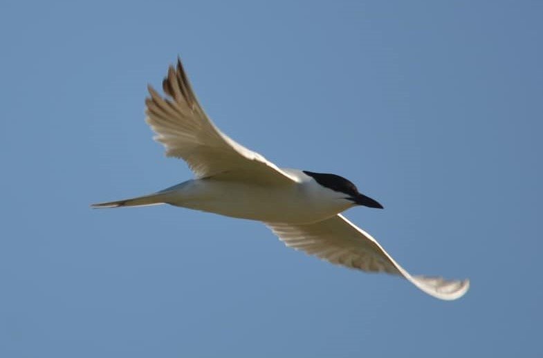 Gull-billed Tern - ML350661381