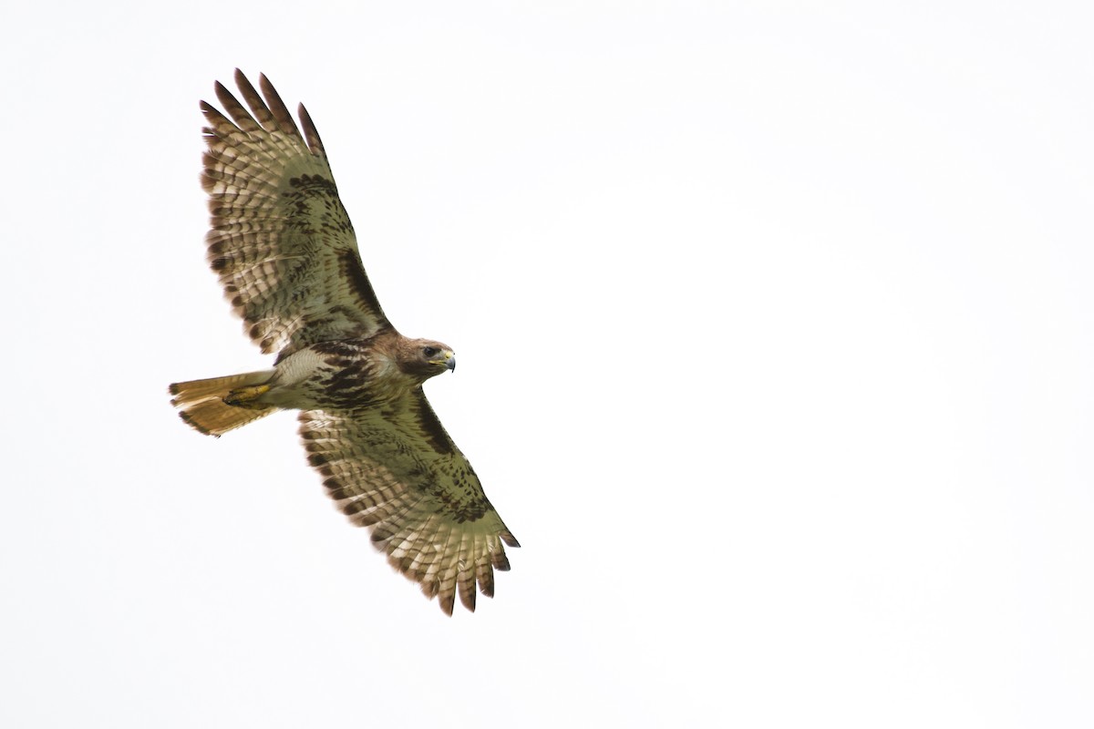 Red-tailed Hawk (jamaicensis) - ML350661931