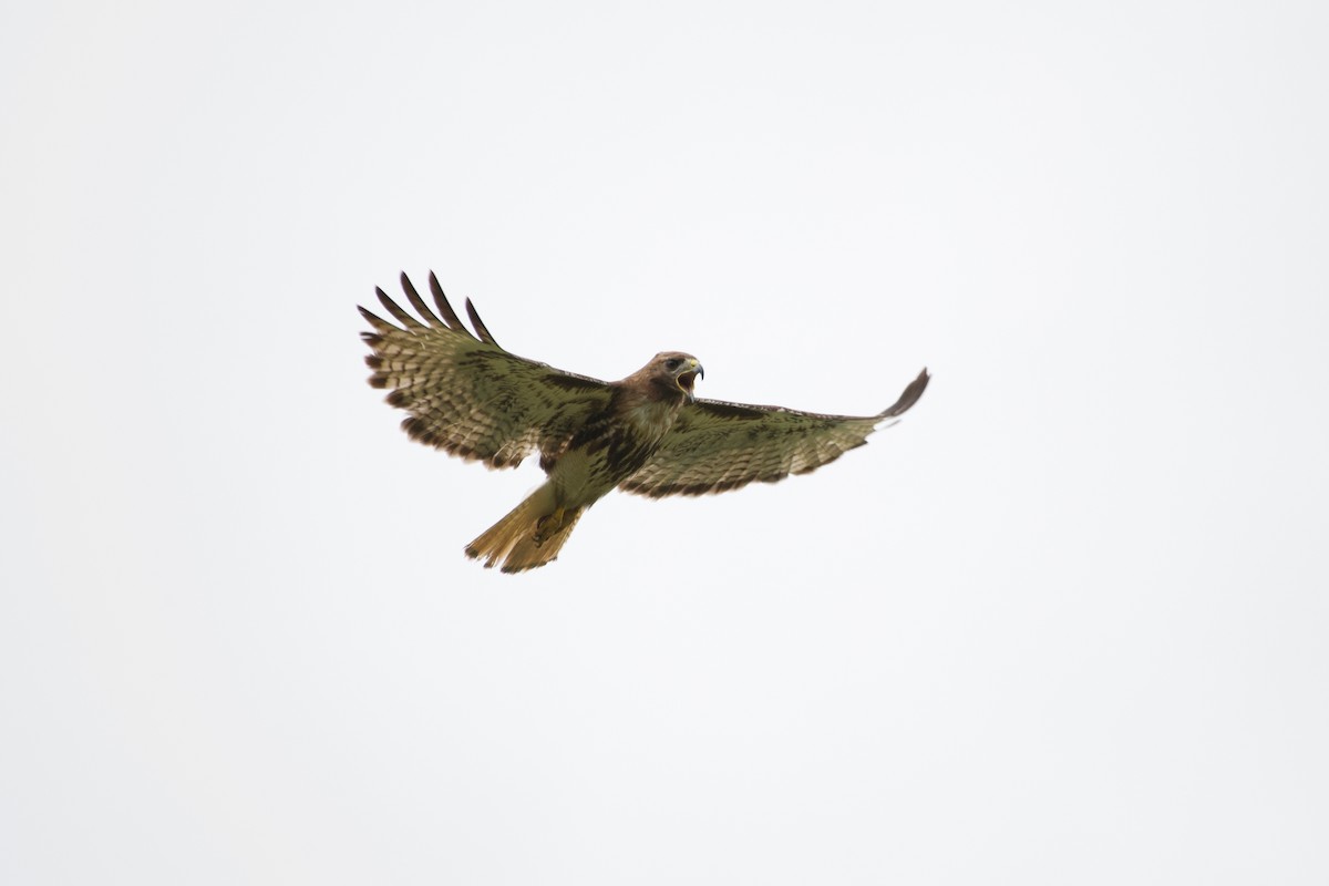 Red-tailed Hawk (jamaicensis) - Christian  Nunes