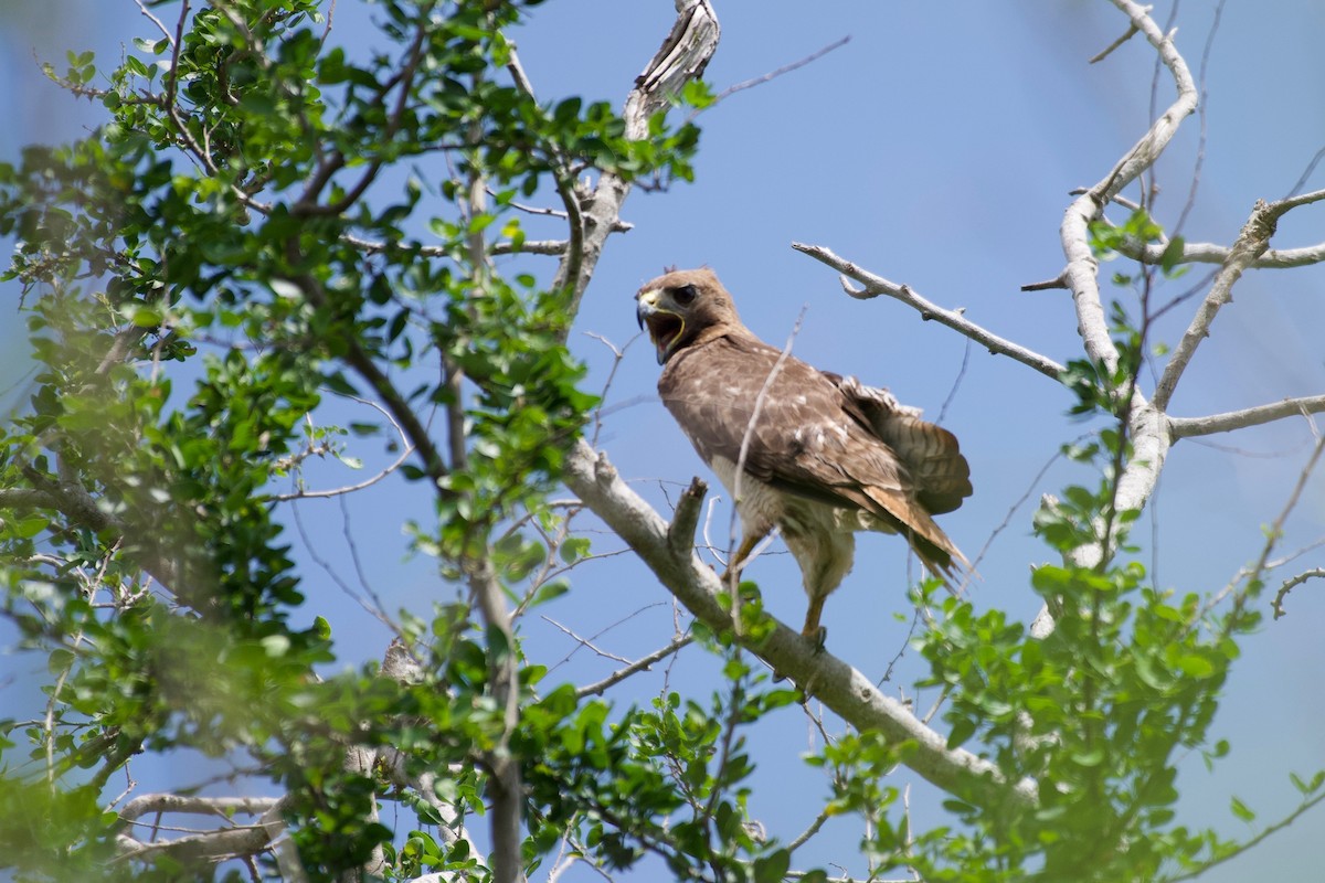 Red-tailed Hawk (jamaicensis) - ML350661951