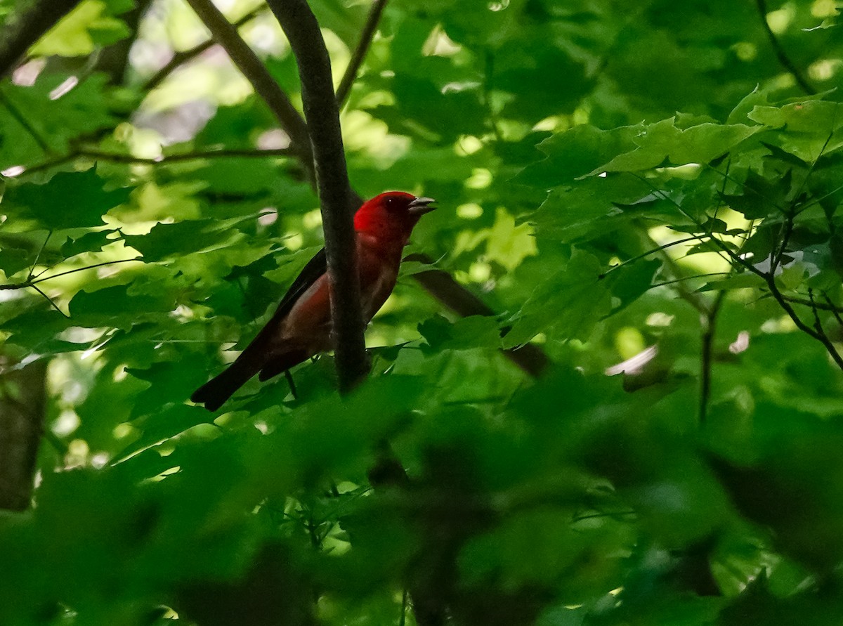 Scarlet Tanager - ML350665551