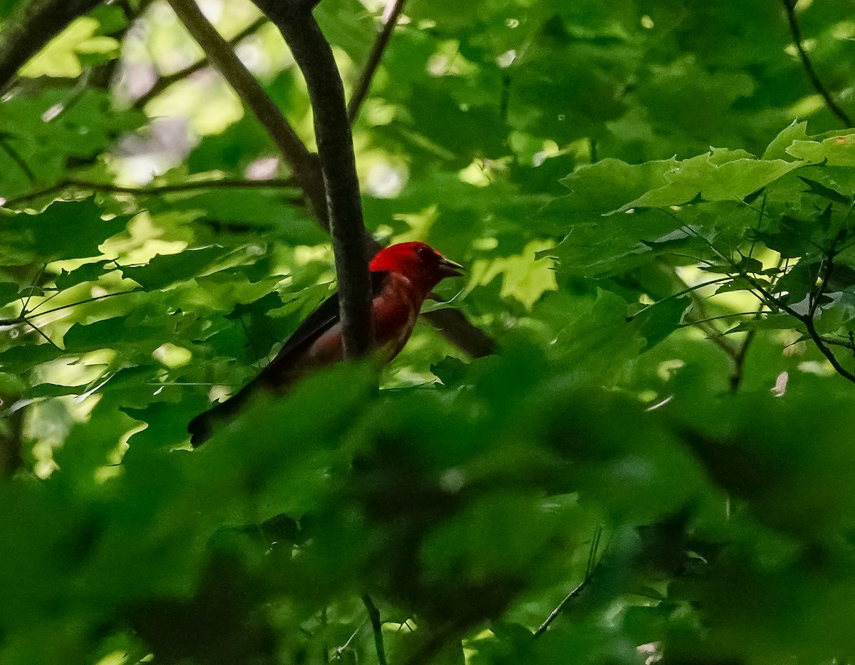 Scarlet Tanager - ML350665561