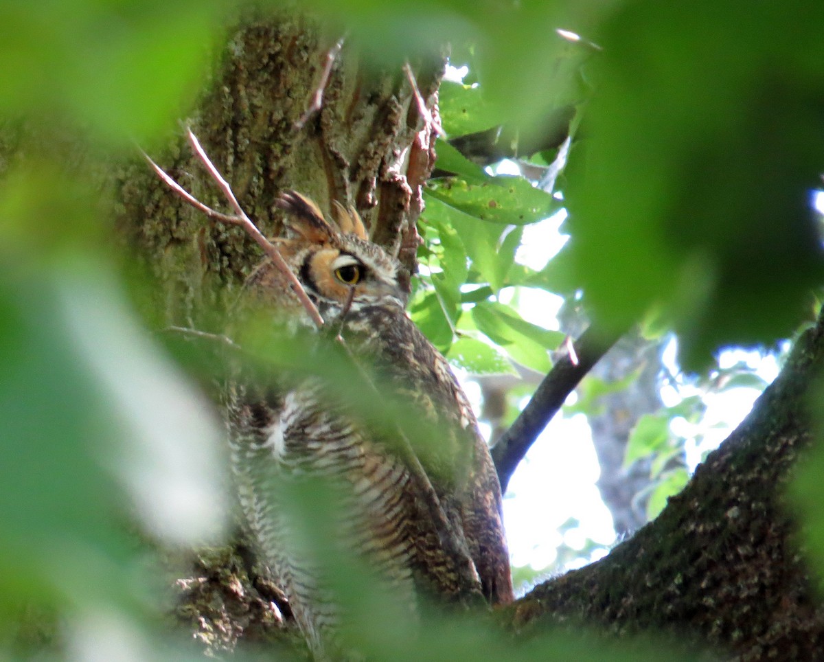 Great Horned Owl - ML35066671