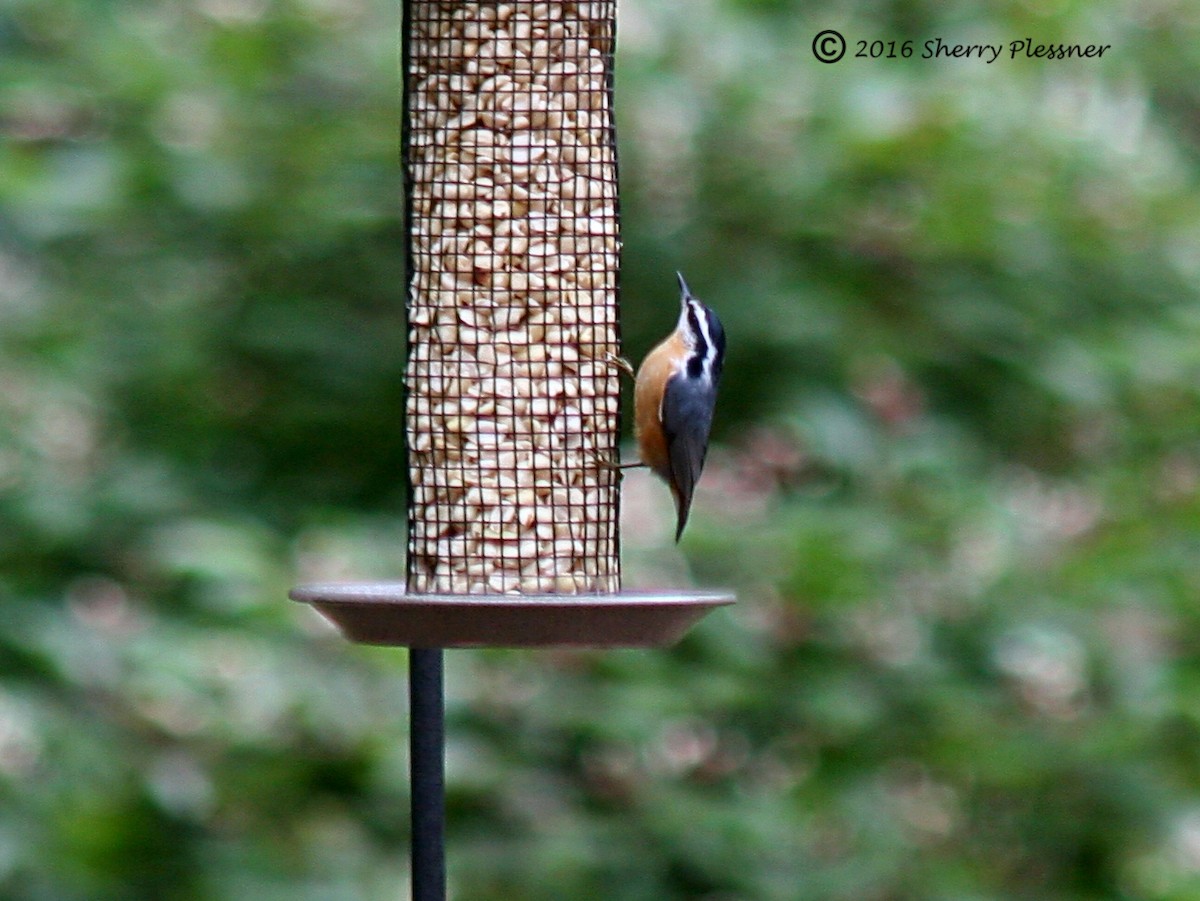 Red-breasted Nuthatch - ML35066821