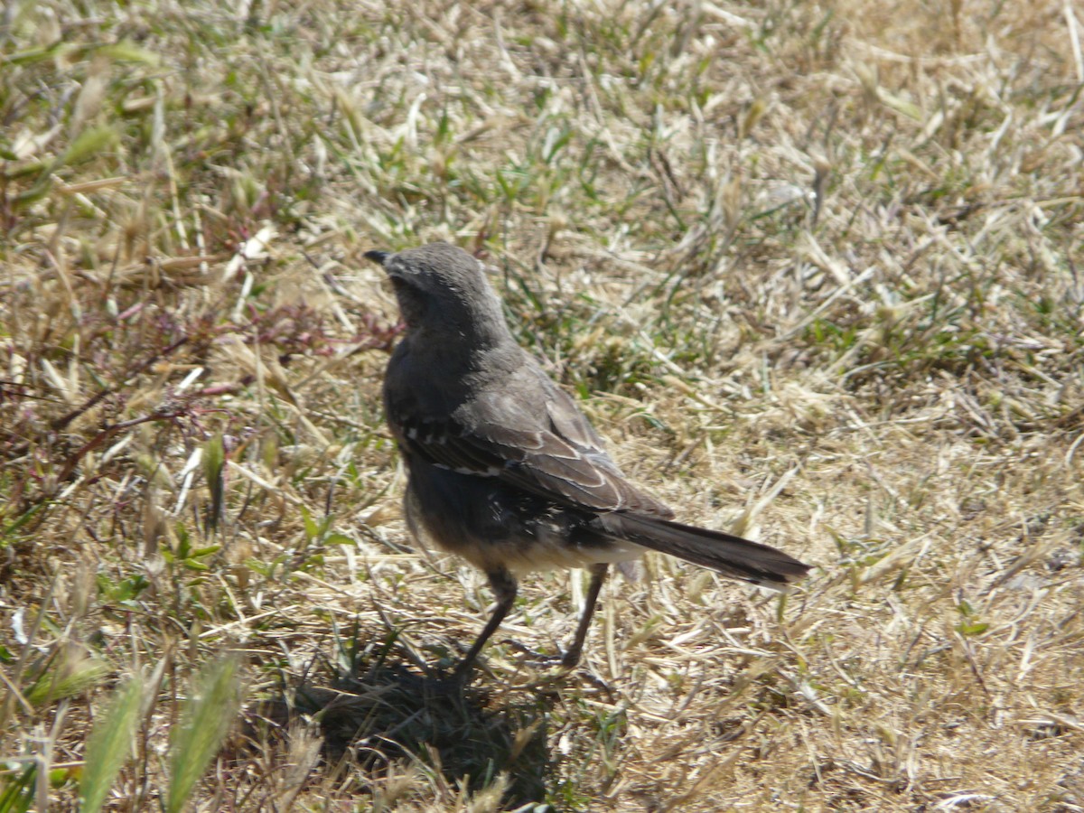 Patagonian Mockingbird - Paul Bartlett