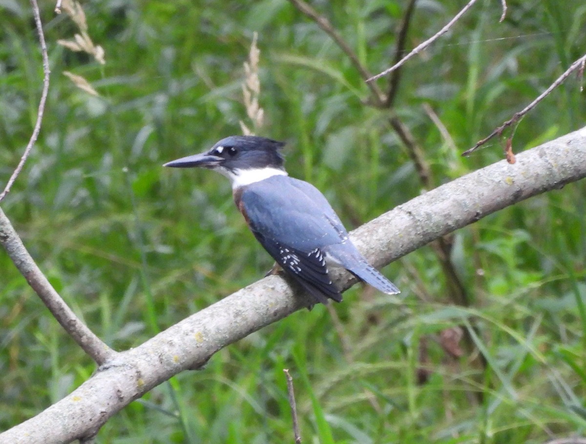 Belted Kingfisher - Jenny Young