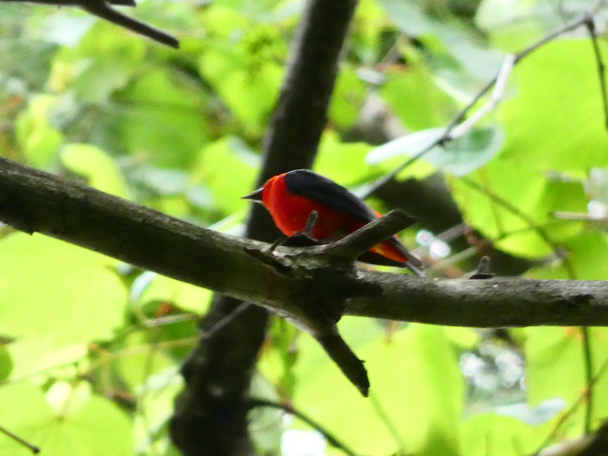 Scarlet Tanager - ML350684611