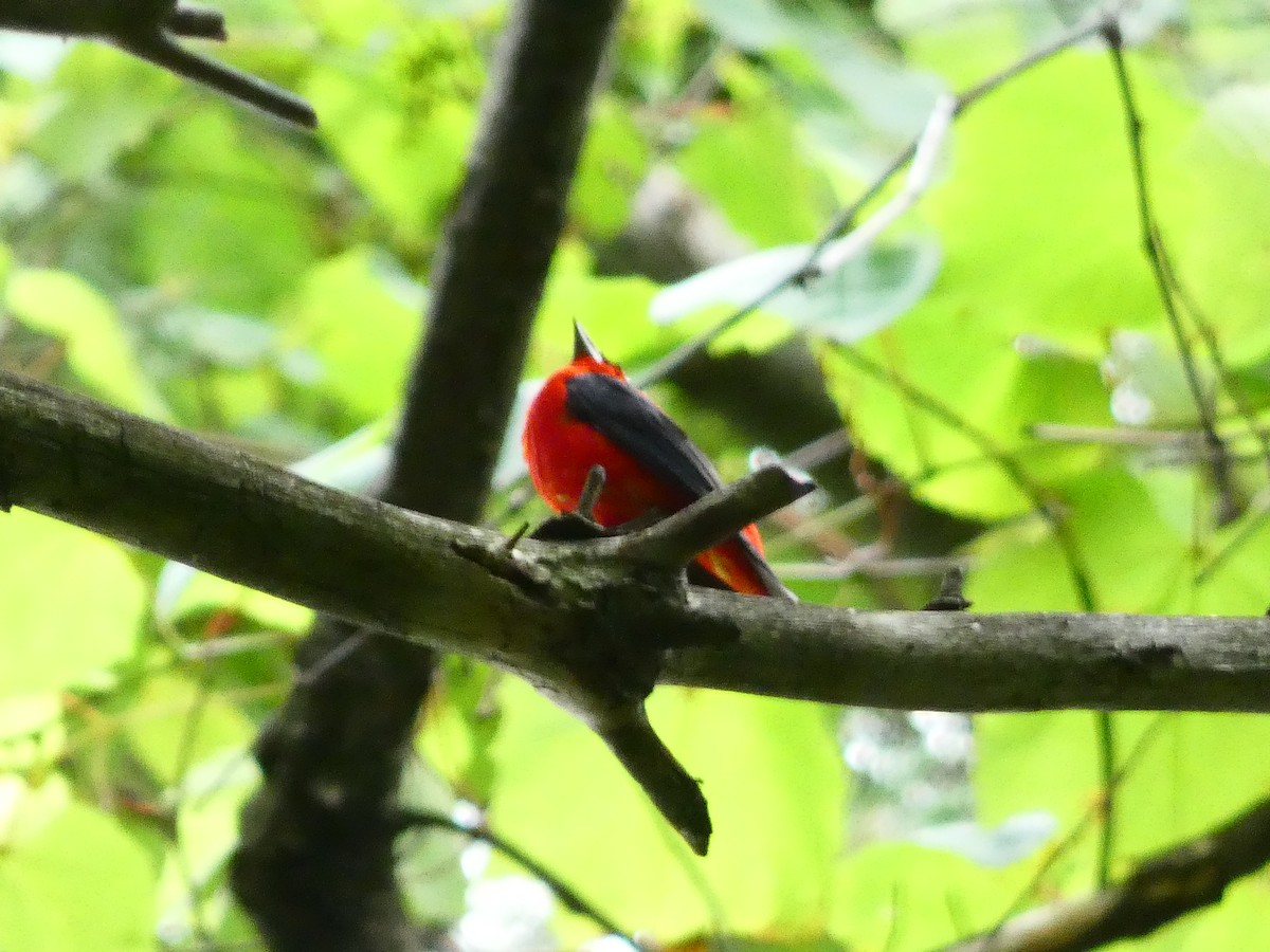 Scarlet Tanager - ML350684651