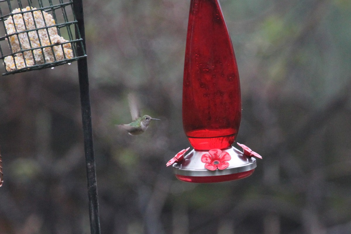 Calliope Hummingbird - Scott Godshall