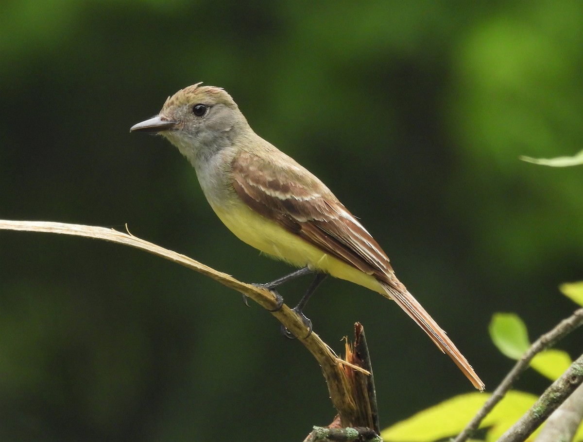 Great Crested Flycatcher - ML350692581