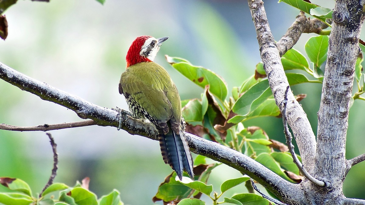 Cuban Green Woodpecker - ML350692821