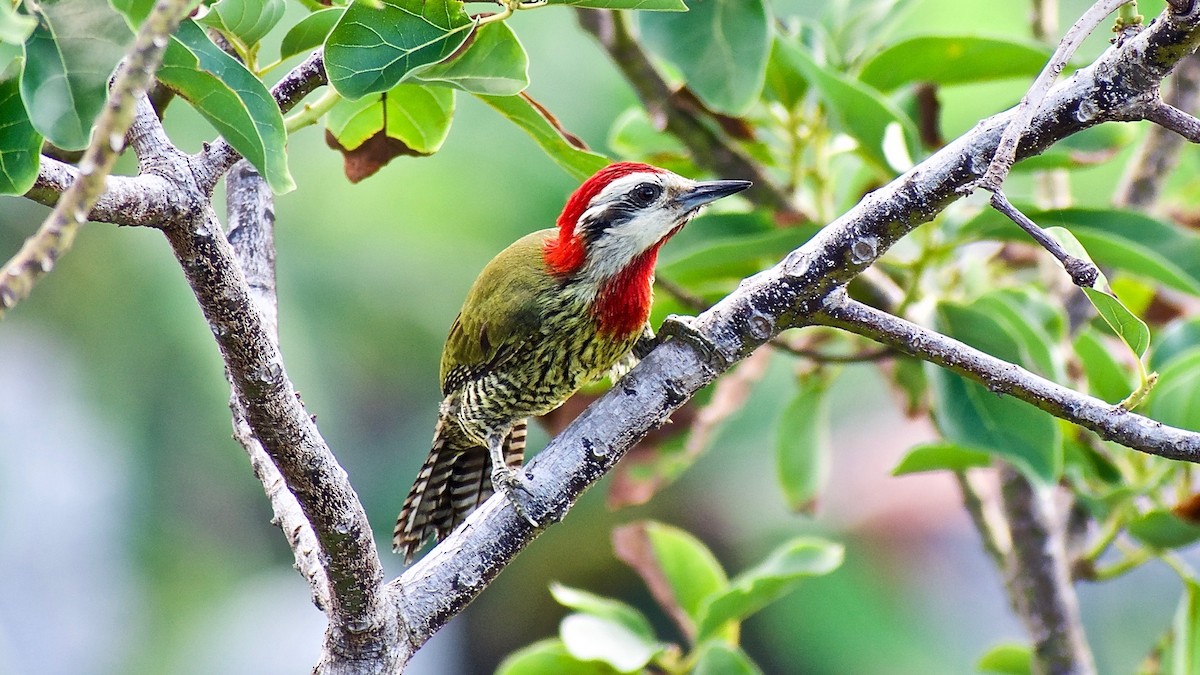 Cuban Green Woodpecker - ML350693001