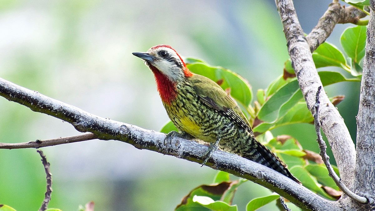 Cuban Green Woodpecker - ML350693091