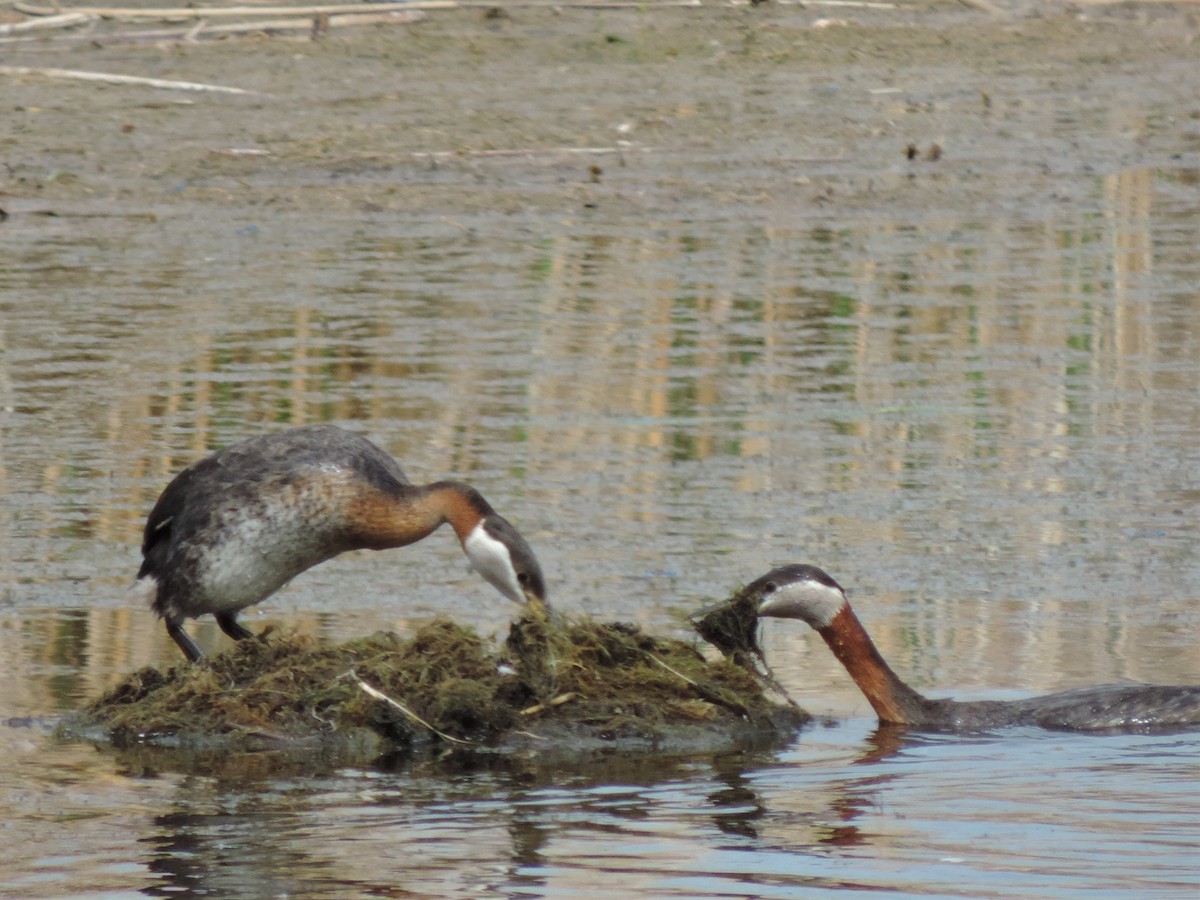 Red-necked Grebe - ML350696121