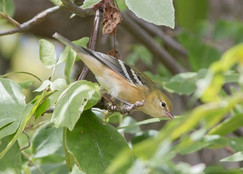 Bay-breasted Warbler - ML35070081