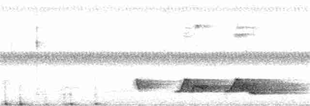 Carolinanachtschwalbe - ML350701461