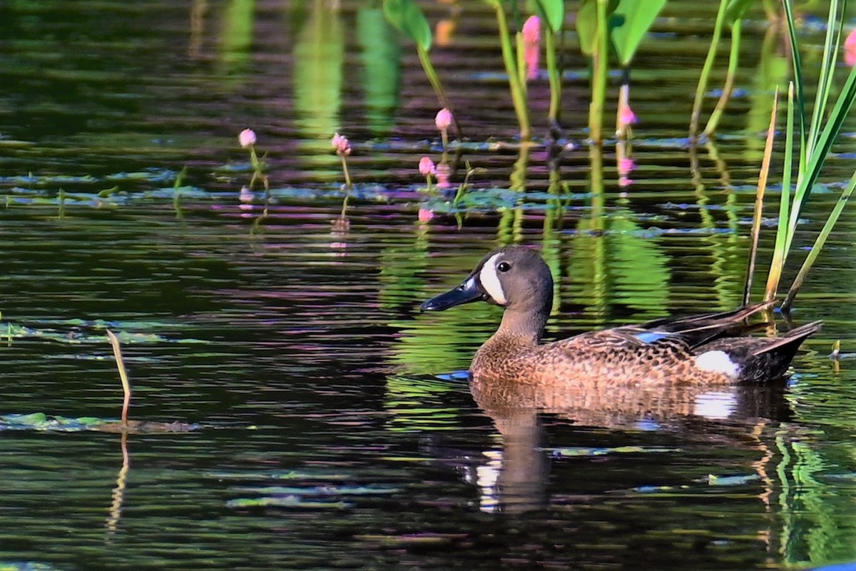 Blue-winged Teal - ML350721011