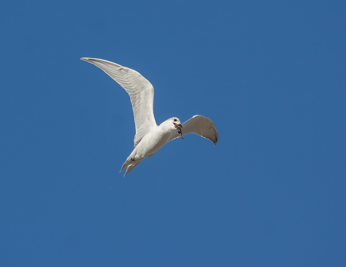 Gull-billed Tern - Jim Hoover