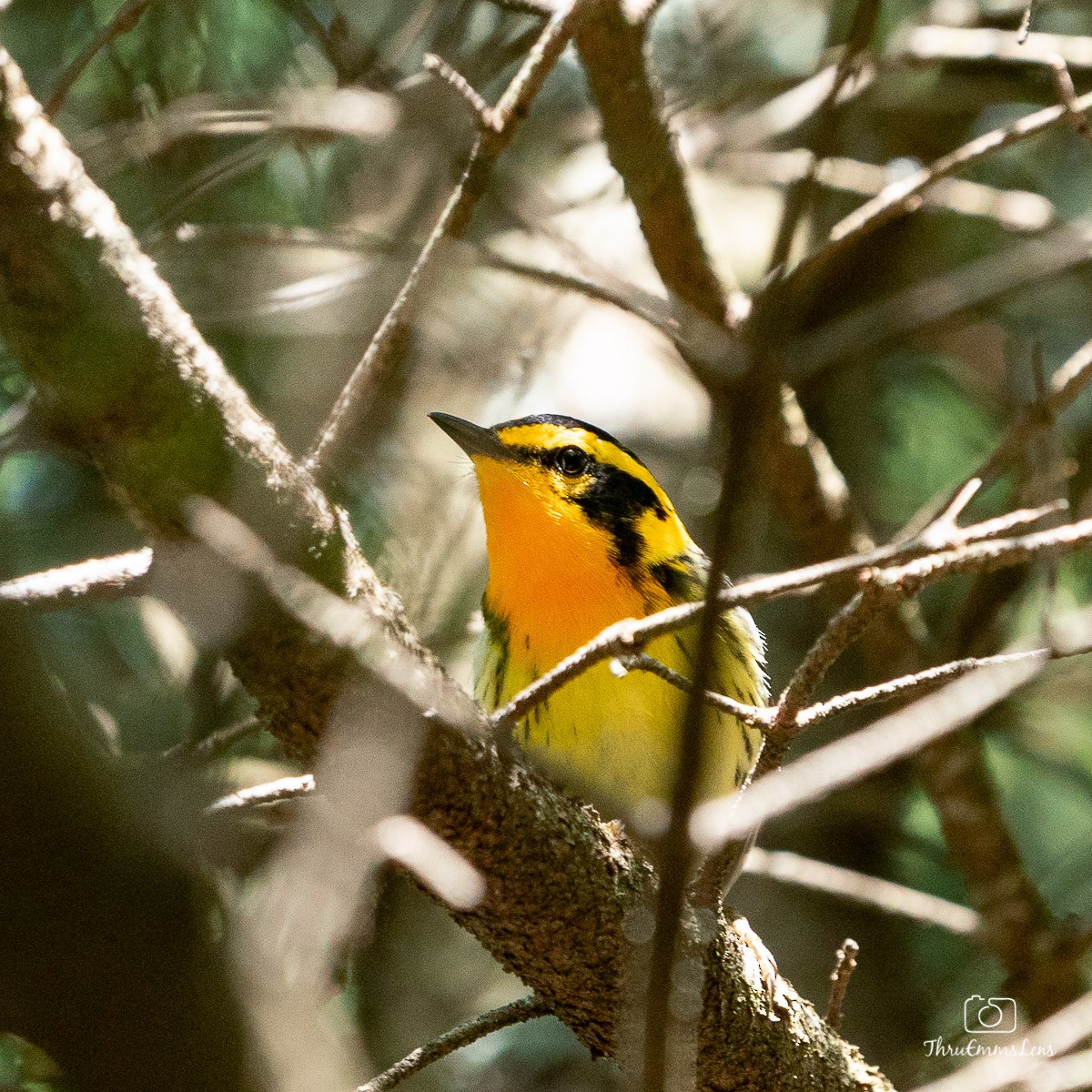 Blackburnian Warbler - Menashe Lichtenstein