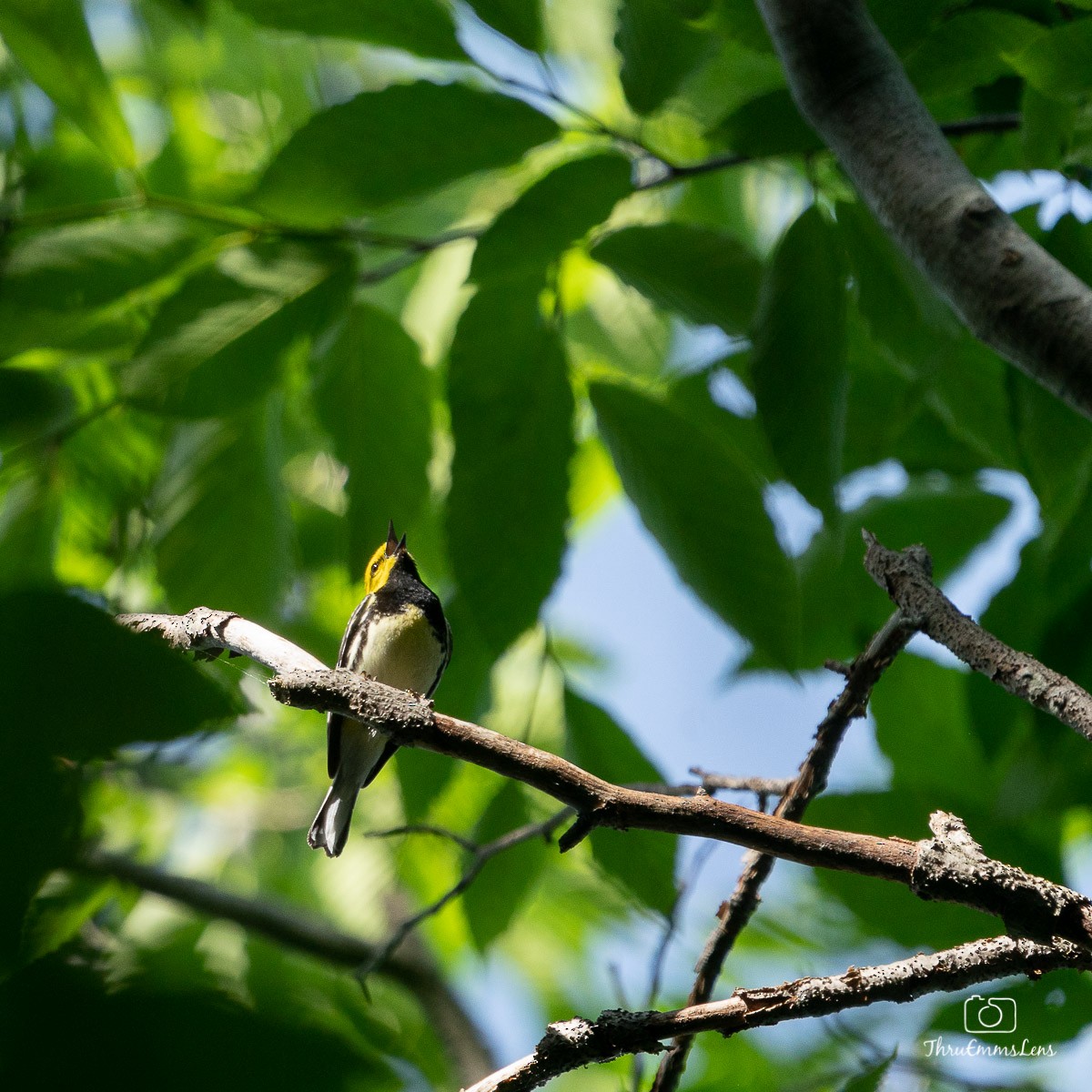 Black-throated Green Warbler - Menashe Lichtenstein