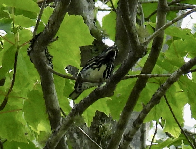 Black-and-white Warbler - ML350739881