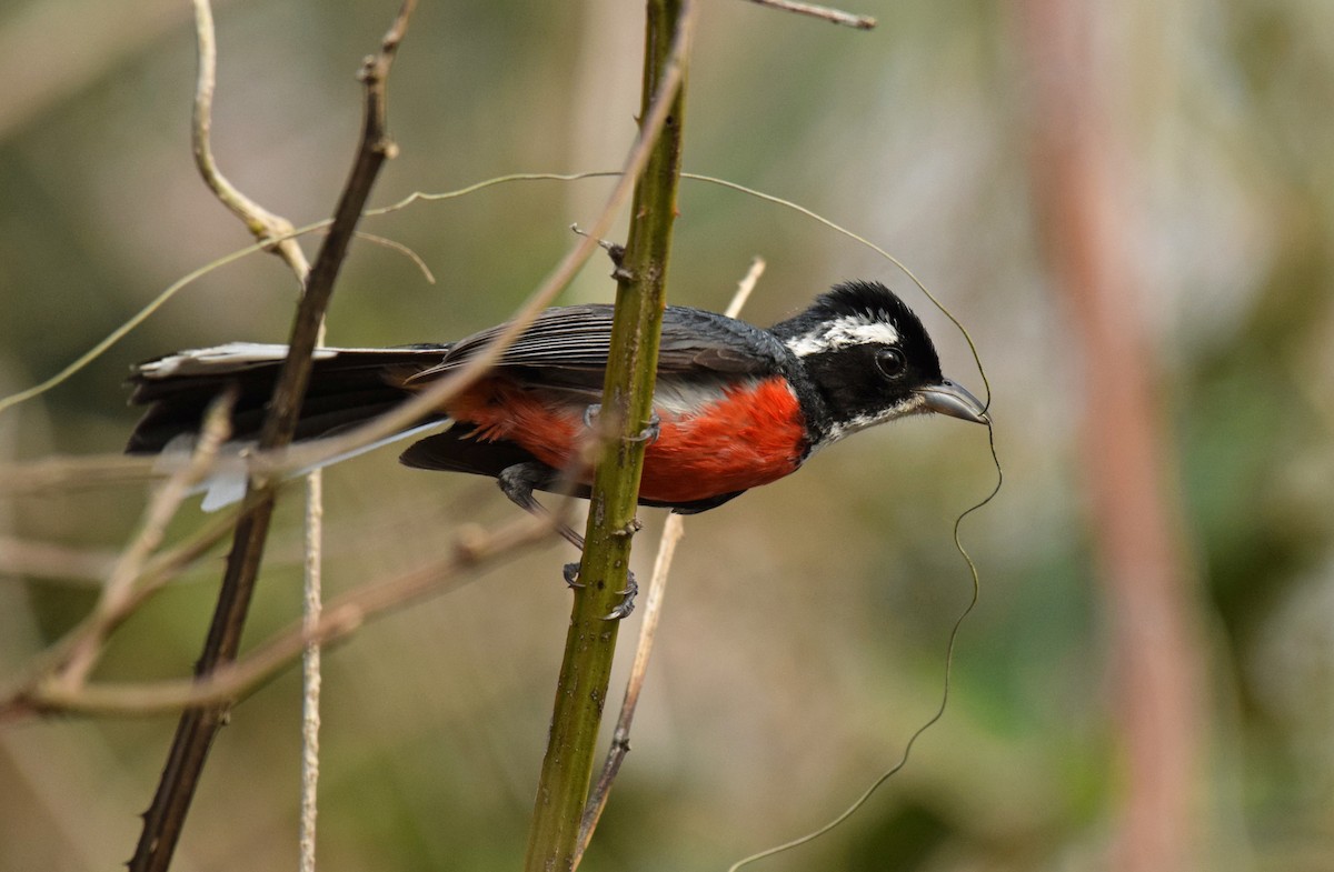 Red-breasted Chat (Red-breasted) - ML350740331